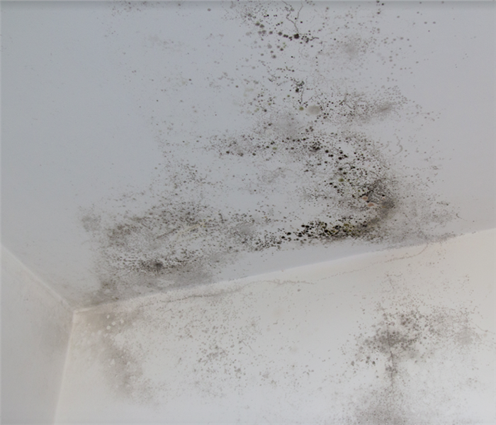 mold growing in the corner of the room