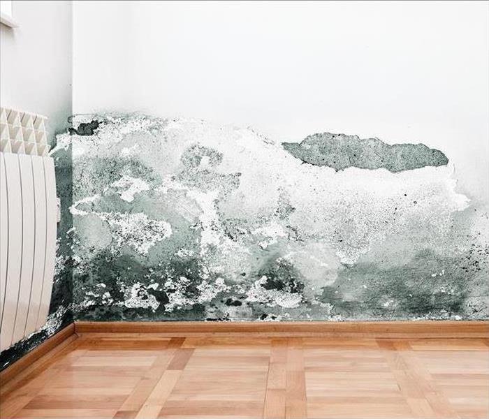 mold on wall, parquet floor