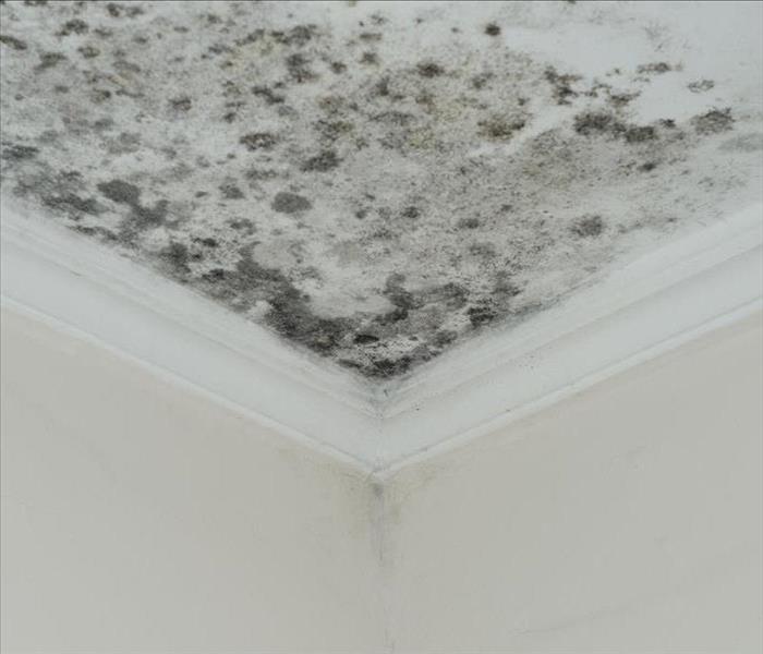 mold damage