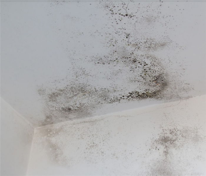mold growing on the walls in the corner of a room