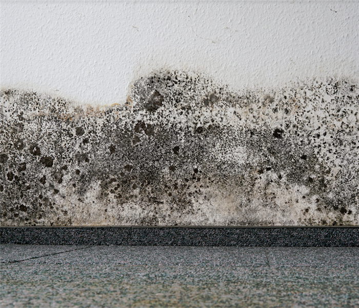 mold growing on a wall near the carpeted floor
